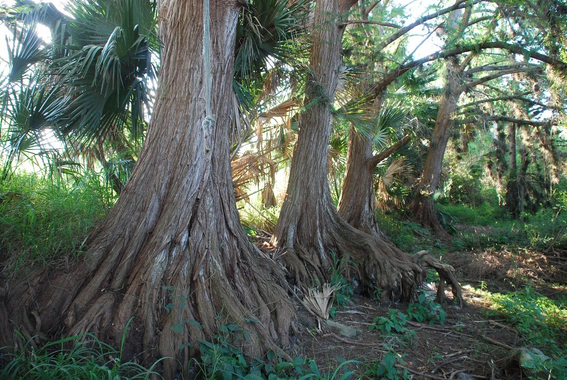 Taxodium mucronatum